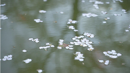 清新自然白色樱花落入流水瀑布实拍视频