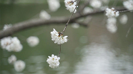 清新自然白色樱花落入流水瀑布实拍视频