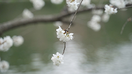 清新自然白色樱花落入流水瀑布实拍视频