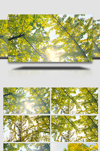 植物树木树叶银杏树秋景金色银杏叶4K实拍图片
