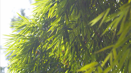 自然实拍阳光明媚竹林自然风光实拍视频4K