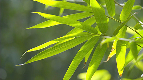 自然实拍阳光明媚竹林自然风光实拍视频4K