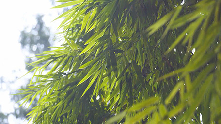 自然实拍阳光明媚竹林自然风光实拍视频4K