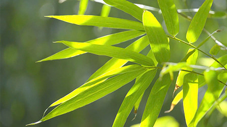 自然实拍阳光明媚竹林自然风光实拍视频4K