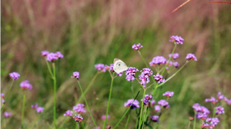 自然简约花朵植物上的蝴蝶蜜蜂昆虫4k实拍