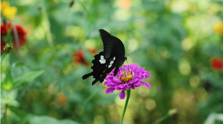 自然简约花朵植物上的蝴蝶蜜蜂昆虫4k实拍