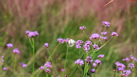 自然简约花朵植物上的蝴蝶蜜蜂昆虫4k实拍