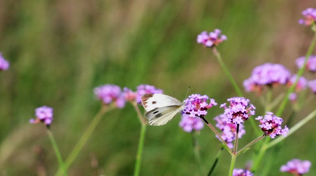 自然简约花朵植物上的蝴蝶蜜蜂昆虫4k实拍