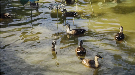 动物自然唯美波光粼粼湖面鸭子戏水实拍