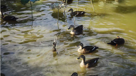 动物自然唯美波光粼粼湖面鸭子戏水实拍