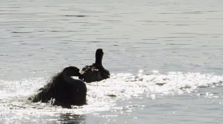 动物自然唯美波光粼粼湖面鸭子戏水实拍