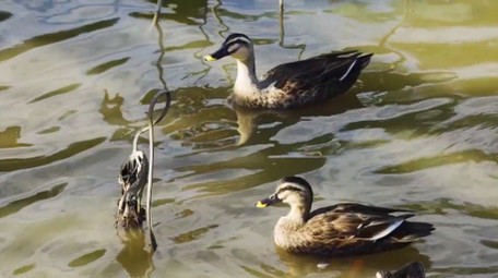 动物自然唯美波光粼粼湖面鸭子戏水实拍