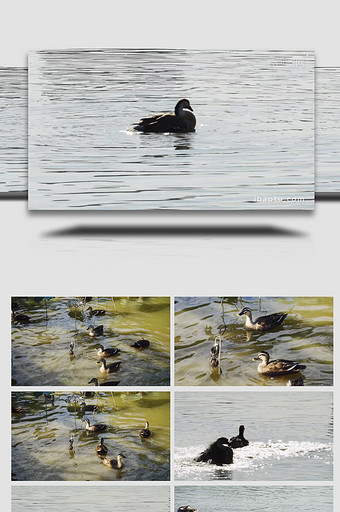 动物自然唯美波光粼粼湖面鸭子戏水实拍图片
