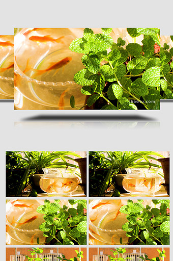 窗台绿植植物鱼缸温暖阳光实拍4K图片