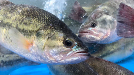 动物鱼类新鲜鲈鱼4K实拍