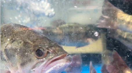动物鱼类新鲜鲈鱼4K实拍