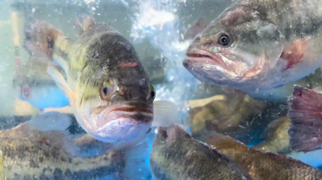 动物鱼类新鲜鲈鱼4K实拍