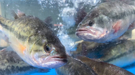 动物鱼类新鲜鲈鱼4K实拍