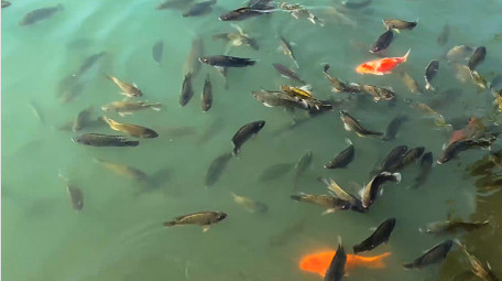 动物池塘里游动的金鱼罗非鱼4K实拍