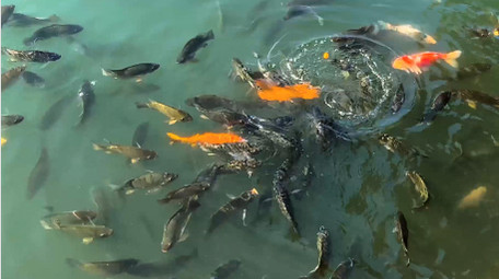 动物池塘里游动的金鱼罗非鱼4K实拍