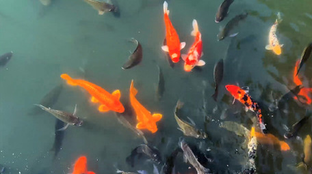 动物池塘里游动的金鱼罗非鱼4K实拍