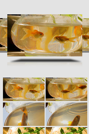 阳光温暖治愈鱼缸金鱼游动实拍4K图片