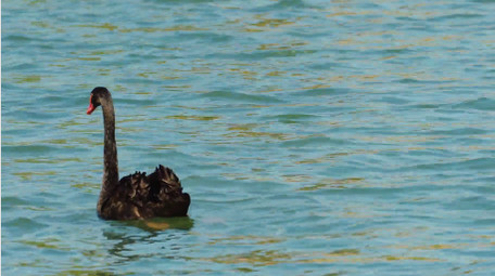 自然动物唯美黑天鹅湖面戏水写意空境实拍