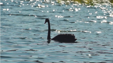 自然动物唯美黑天鹅湖面戏水写意空境实拍