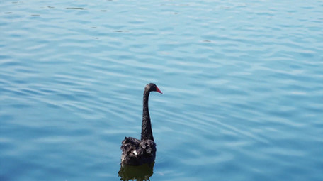 自然动物唯美黑天鹅湖面戏水写意空境实拍