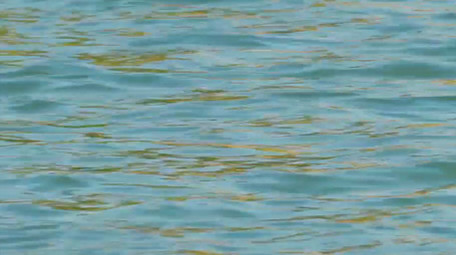 自然动物唯美黑天鹅湖面戏水写意空境实拍