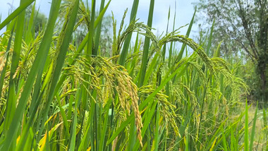 <strong>乡村</strong>生活农田农作物水稻稻穗颗粒饱满4K