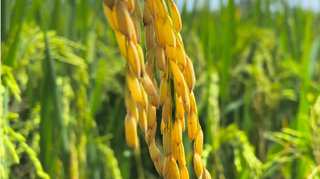 <strong>乡村</strong>生活农田农作物水稻稻穗颗粒饱满4K