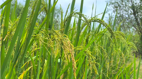 <strong>乡村</strong>生活农田农作物水稻稻穗颗粒饱满4K