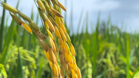 <strong>乡村</strong>生活农田农作物水稻稻穗颗粒饱满4K