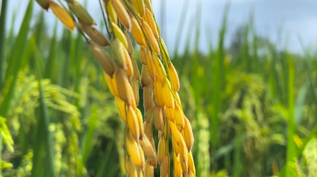 <strong>乡村</strong>生活农田农作物水稻稻穗颗粒饱满4K