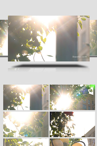 温馨阳光树叶早晨实拍视频图片