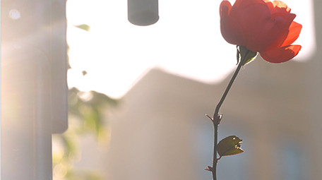 早上温馨花朵阳光实拍视频