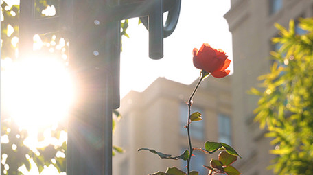 早上温馨花朵阳光实拍视频