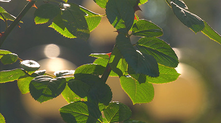 早上温馨花朵阳光实拍视频