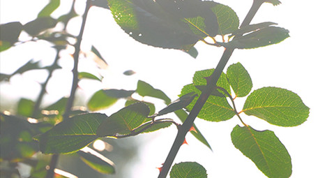 早上温馨花朵阳光实拍视频