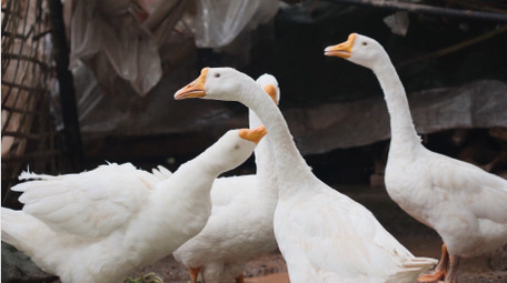 <strong>乡村</strong>生活简约农村圈养家禽鹅鸭子实拍