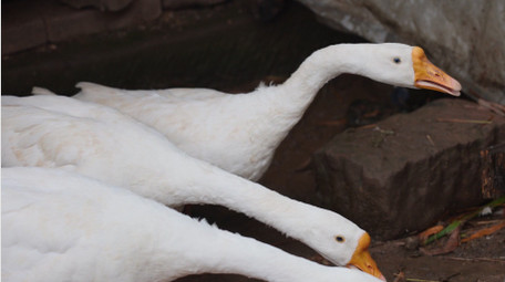 <strong>乡村</strong>生活简约农村圈养家禽鹅鸭子实拍