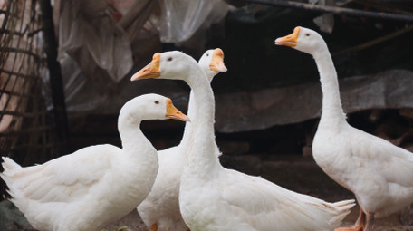 <strong>乡村</strong>生活简约农村圈养家禽鹅鸭子实拍