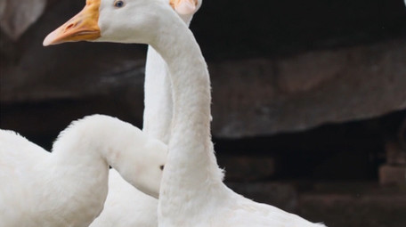 <strong>乡村</strong>生活简约农村圈养家禽鹅鸭子实拍