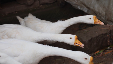 <strong>乡村</strong>生活简约农村圈养家禽鹅鸭子实拍