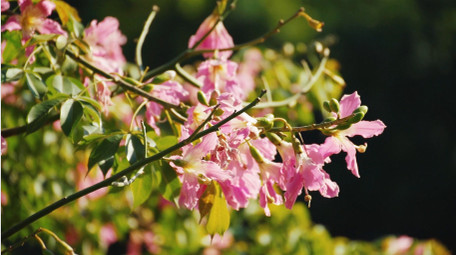 自然唯美湖边的花朵植物风景空境实拍