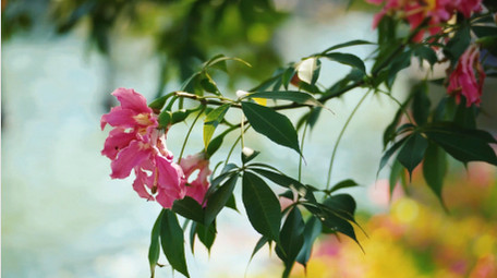 自然唯美湖边的花朵植物风景空境实拍