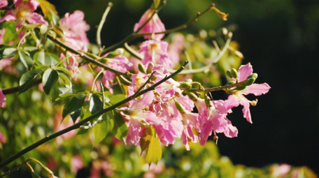 自然唯美湖边的花朵植物风景空境实拍