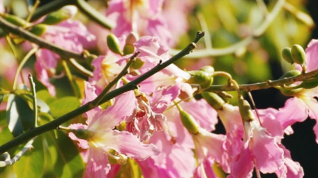 自然唯美湖边的花朵植物风景空境实拍
