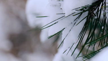 积雪冬天松树雪景下雪寒冷自然写意空镜实拍
